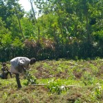 Farmer in field