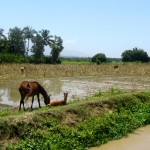 Rice field Rice field